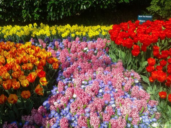 Ogród Keukenhof. Tulipanowy raj.