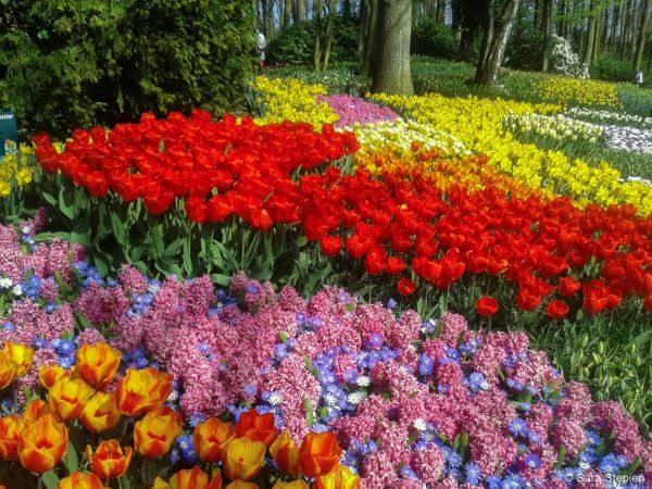 Ogród Keukenhof. Tulipanowy raj.