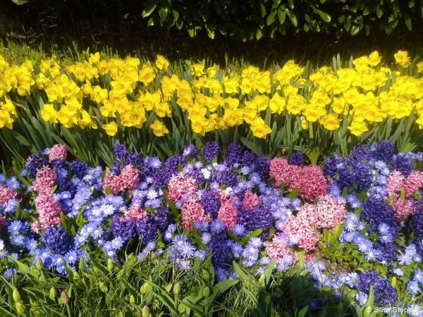 Ogród Keukenhof. Tulipanowy raj.