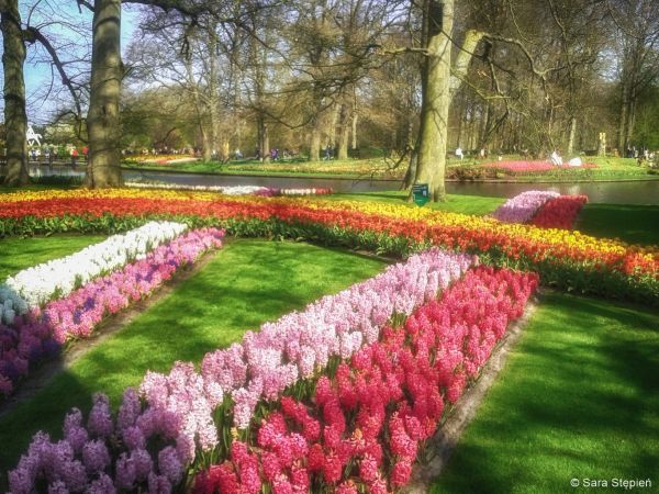 Ogród Keukenhof. Tulipanowy raj.