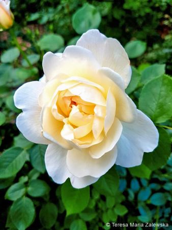 Ogród botaniczny w Powsinie