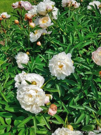 Ogród botaniczny w Powsinie