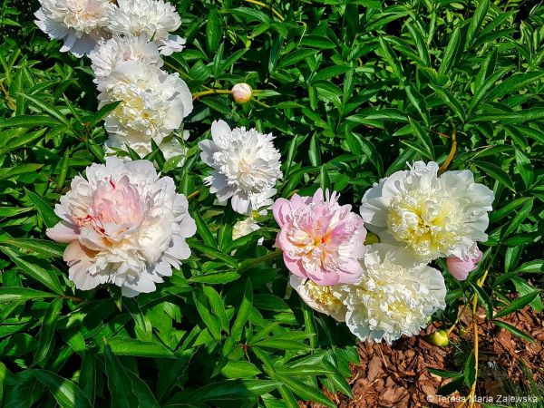 Ogród botaniczny w Powsinie