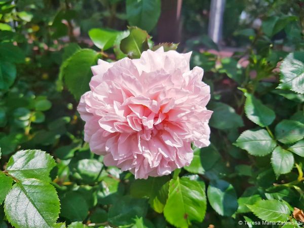 Ogród botaniczny w Powsinie