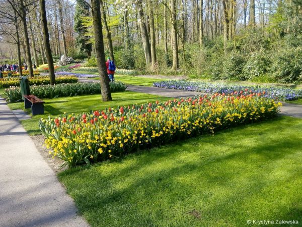 Ogród Keukenhof. W królestwie tulipanów.