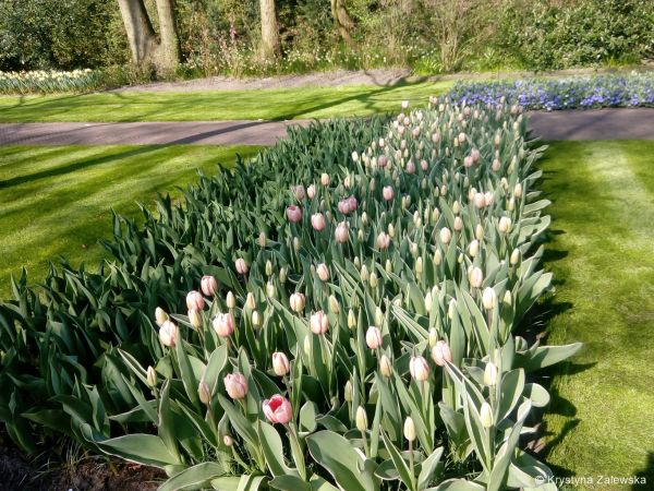 Ogród Keukenhof. W królestwie tulipanów.