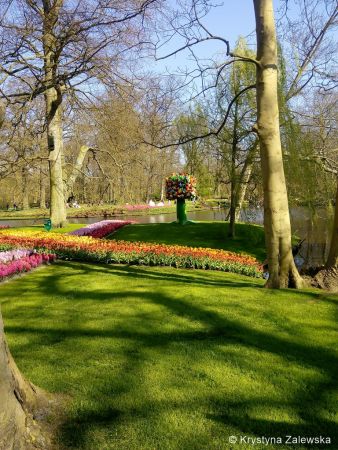 Ogród Keukenhof. W królestwie tulipanów.