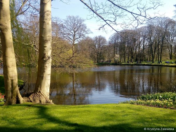 Ogród Keukenhof. W królestwie tulipanów.