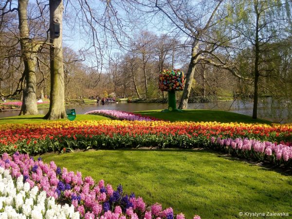 Ogród Keukenhof. W królestwie tulipanów.
