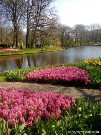 Ogród Keukenhof. W królestwie tulipanów.