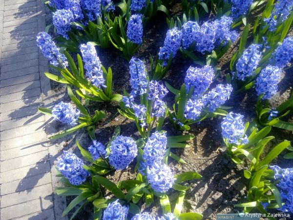 Ogród Keukenhof. W królestwie tulipanów.