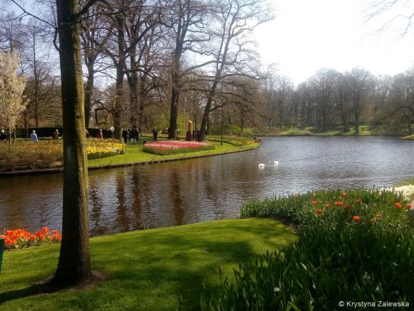 Ogród Keukenhof. W królestwie tulipanów.