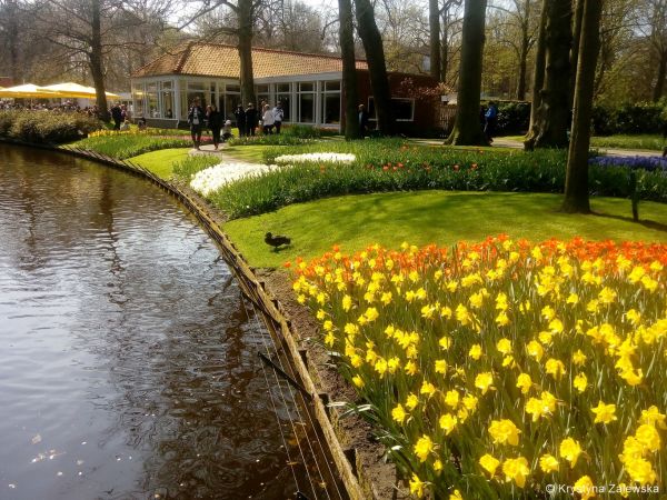 Ogród Keukenhof. W królestwie tulipanów.