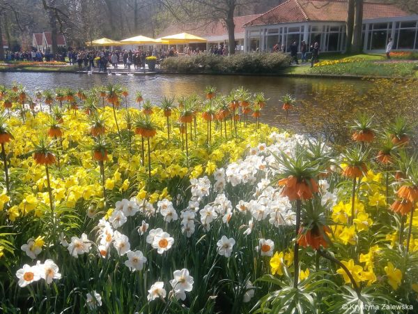 Ogród Keukenhof. W królestwie tulipanów.