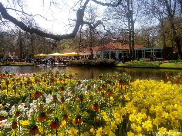 Ogród Keukenhof. W królestwie tulipanów.