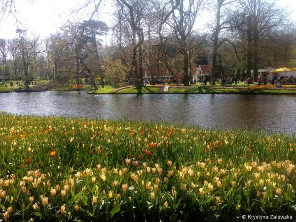 Ogród Keukenhof. W królestwie tulipanów.