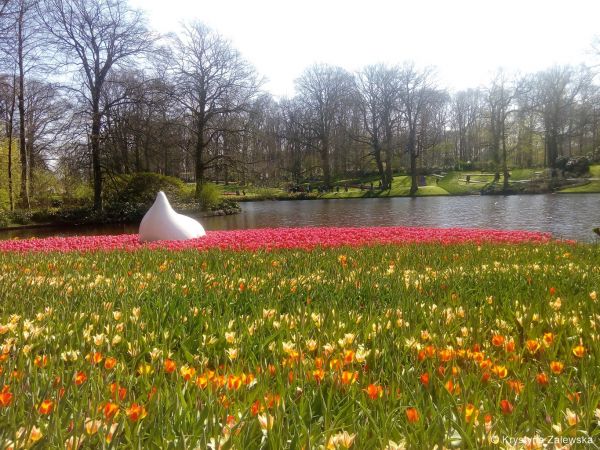 Ogród Keukenhof. W królestwie tulipanów.