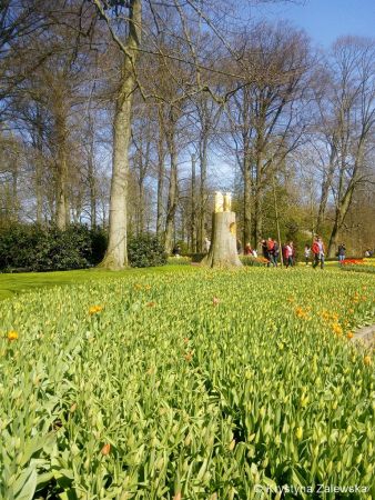 Ogród Keukenhof. W królestwie tulipanów.