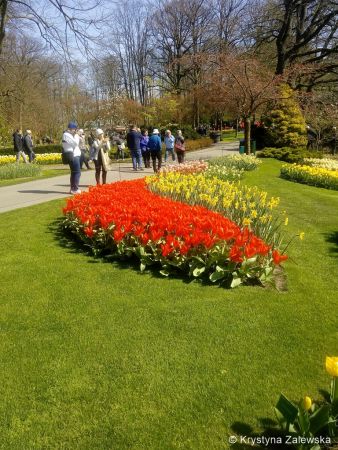 Ogród Keukenhof. W królestwie tulipanów.