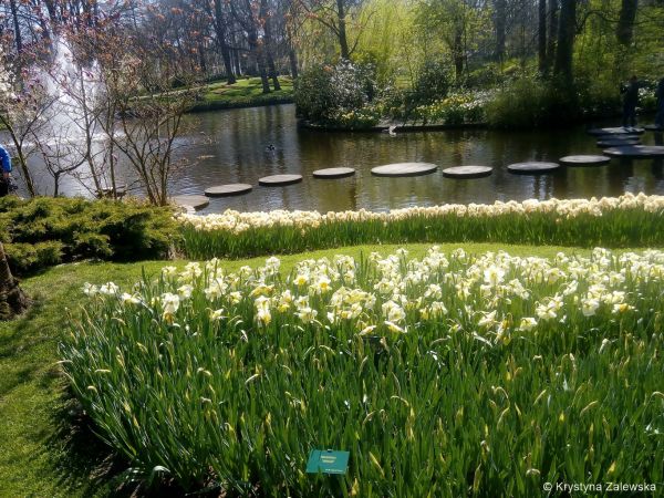 Ogród Keukenhof. W królestwie tulipanów.