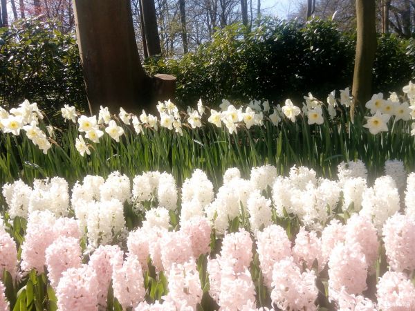 Ogród Keukenhof. W królestwie tulipanów.