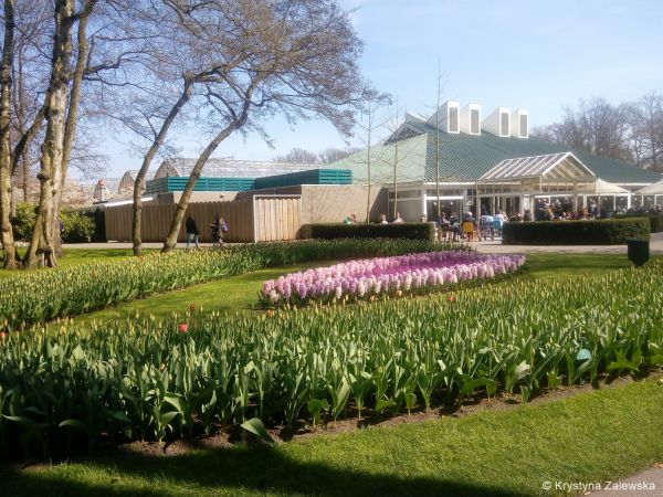 Ogród Keukenhof. W królestwie tulipanów.