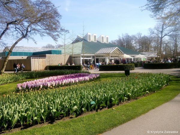 Ogród Keukenhof. W królestwie tulipanów.
