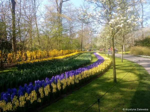 Ogród Keukenhof. W królestwie tulipanów.