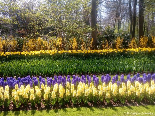 Ogród Keukenhof. W królestwie tulipanów.