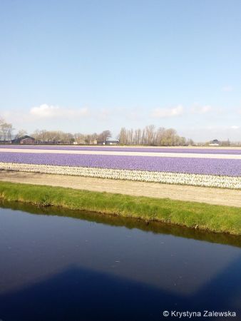 Ogród Keukenhof. W królestwie tulipanów.