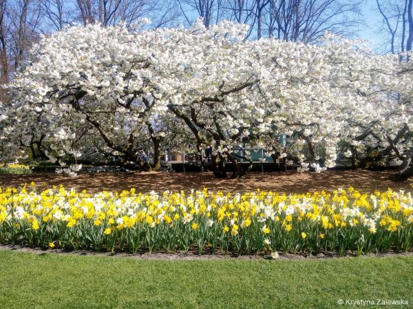 Ogród Keukenhof. W królestwie tulipanów.