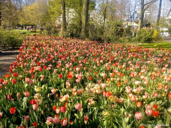 Ogród Keukenhof. W królestwie tulipanów.