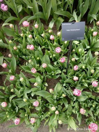 Ogród Keukenhof. W królestwie tulipanów.