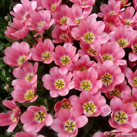 Ogród Keukenhof. W królestwie tulipanów.