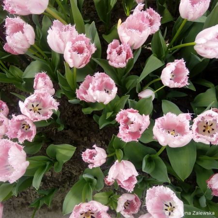 Ogród Keukenhof. W królestwie tulipanów.