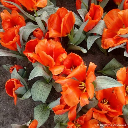 Ogród Keukenhof. W królestwie tulipanów.