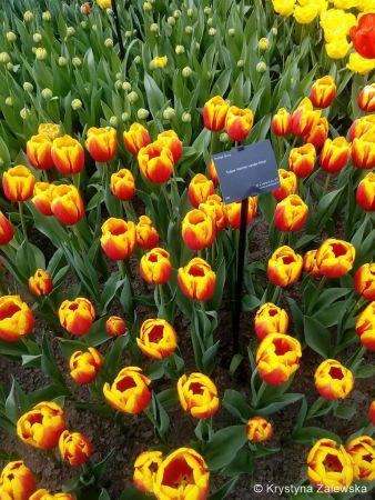 Ogród Keukenhof. W królestwie tulipanów.