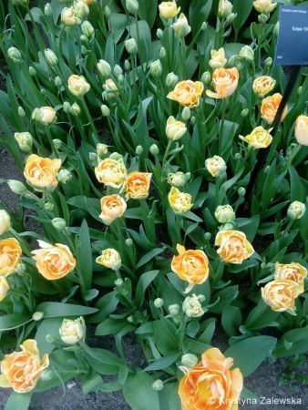 Ogród Keukenhof. W królestwie tulipanów.