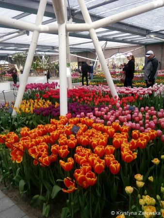Ogród Keukenhof. W królestwie tulipanów.