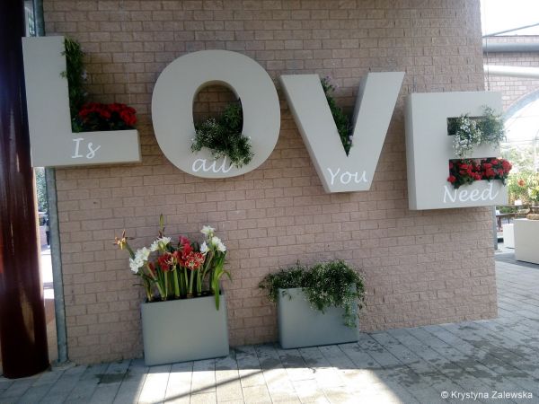 Ogród Keukenhof. W królestwie tulipanów.