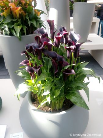 Ogród Keukenhof. W królestwie tulipanów.