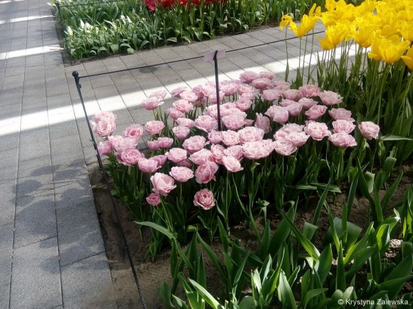 Ogród Keukenhof. W królestwie tulipanów.