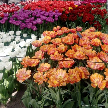Ogród Keukenhof. W królestwie tulipanów.