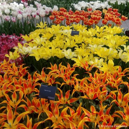 Ogród Keukenhof. W królestwie tulipanów.