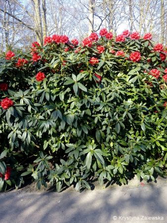 Ogród Keukenhof. W królestwie tulipanów.