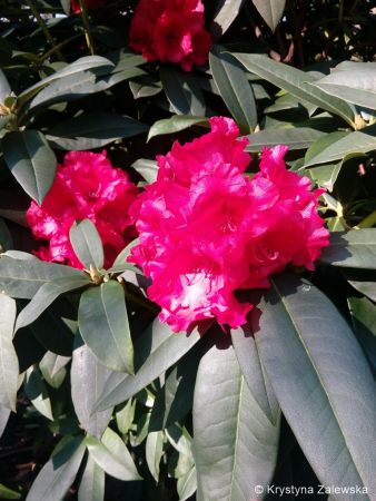 Ogród Keukenhof. W królestwie tulipanów.