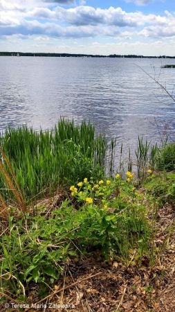 Nad Jeziorem Zegrzyńskim