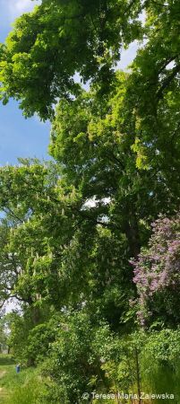 Nad Jeziorem Zegrzyńskim