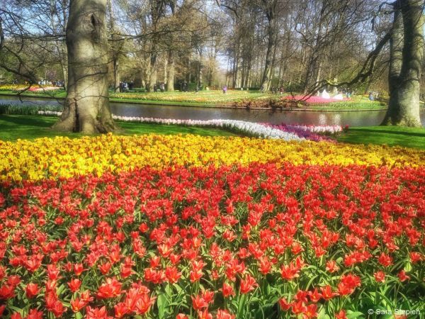 Ogród Keukenhof. Tulipanowy raj.