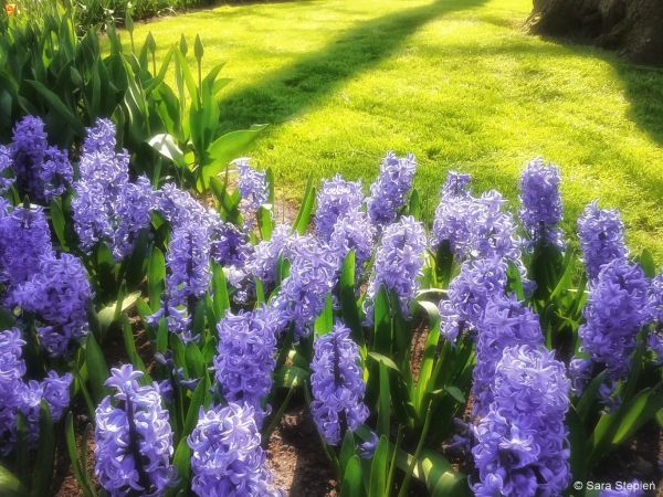Ogród Keukenhof. Tulipanowy raj.